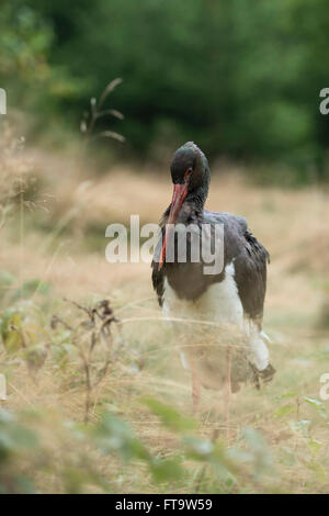 Black Stork / Schwarzstorch ( Ciconia nigra ), adult, standing in grass on beautiful forest clearing. Stock Photo