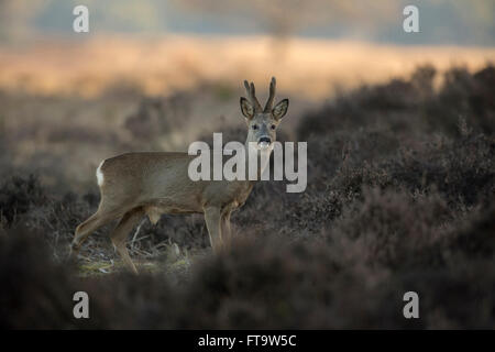 Roe deer / Reh ( Capreolus capreolus ), adult buck, regrowing antlers, in velvet, standing in dry heather. Stock Photo