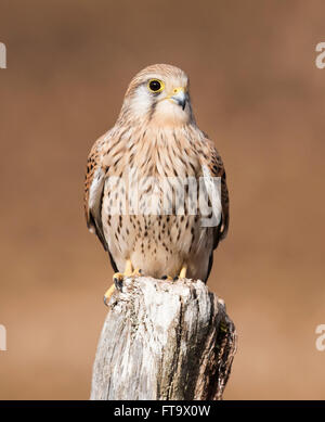 Wild female Kestrel (Falco tinnunculus) perched on wooden post scanning it's surroundings for prey Stock Photo