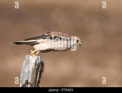 Wild female Kestrel (Falco tinnunculus) taking off from perch in pursuit of prey Stock Photo