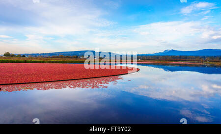 Ripe Cranberries being harvested in Glen Valley in the Fraser Valley of British Columbia Canada Stock Photo