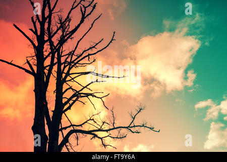 Silhouette of a tree without leaves against the sunset sky Stock Photo ...