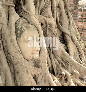 Tourist Attraction, Head of Buddha in Wat Mahathat The Temple of Great Relic of Ayutthaya, Thailand. Stock Photo