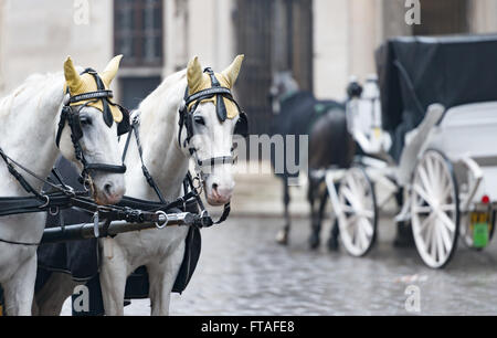 Pair of white horses and retro carriage on stefansplatz in Vienna, Austria. Europe travel. Stock Photo