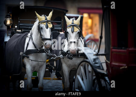 Pair of white horses and retro carriage on stefansplatz in Vienna, Austria. Europe travel. Stock Photo