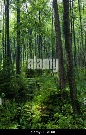 Natural shady alder-carr stand of Bialowieza Forest with standing water in sunrise Stock Photo