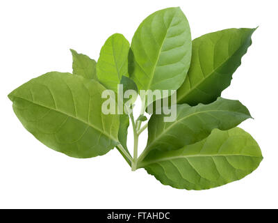 Tobacco leaves (Nicotiana tabacum), Viriginia variety. Infinite depth of field, clipping path Stock Photo