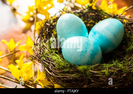 Spring Easter Nest with Three Blue Eggs on Yellow Forsythia Branches, Wood Background Stock Photo