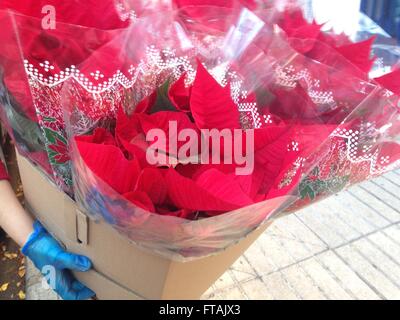 Seller carriying a cardbox full of Christmas star flower in market ready for sell Stock Photo