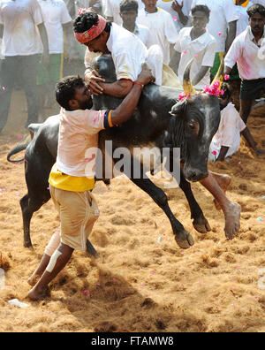 Jallikattu /taming the bull is a 2000 year old sport in Tamilnadu,India.It happens during pongal (harvest festival) celebrations Stock Photo