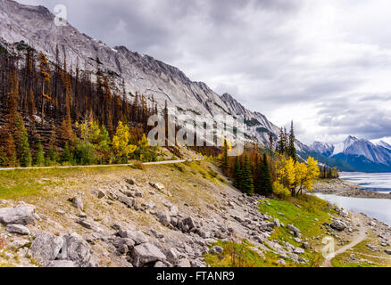 Results of a Forest Fire along the Maligne Lake Road in 2015 in Jasper National Park in the famous Canadian Rockies in Alberta, Canada