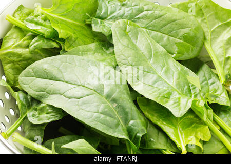 Fresh spinach leaves Stock Photo