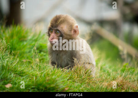 A baby Japanese macaque (Macaca fuscata), also known as a Snow Monkey, sits in the grass. Stock Photo