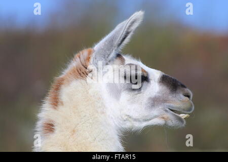 A head shot of a llama Stock Photo