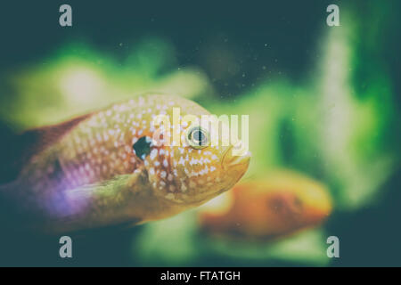 Retro Filter Of Hemichromis Lifalili Fish Stock Photo