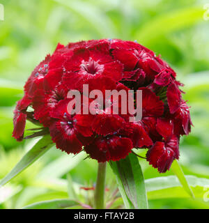 Dianthus chinensis (China Pink) Stock Photo