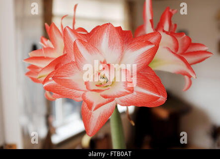 A quadruple headed red Amaryllis pot plant at home - Amaryllideae Stock Photo