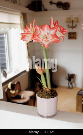 A quadruple headed red Amaryllis pot plant at home - Amaryllideae Stock Photo