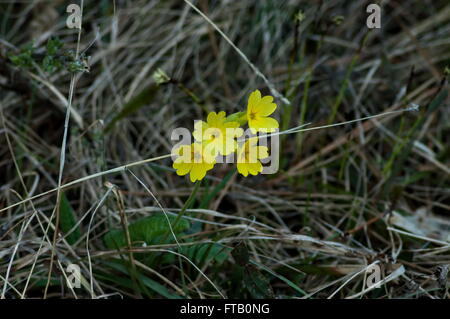 Balkan mountain at spring in Bulgaria Stock Photo - Alamy
