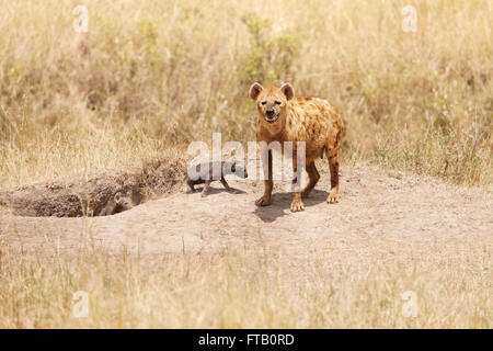 Female hyena with two calves near their hole Stock Photo