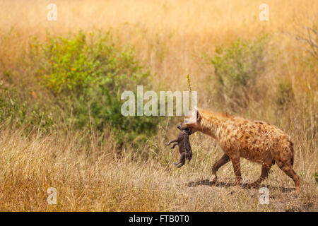 Spotted hyena female picks up her cub by the neck Stock Photo