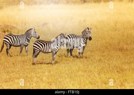 Small herd of zebras standing close for protection Stock Photo