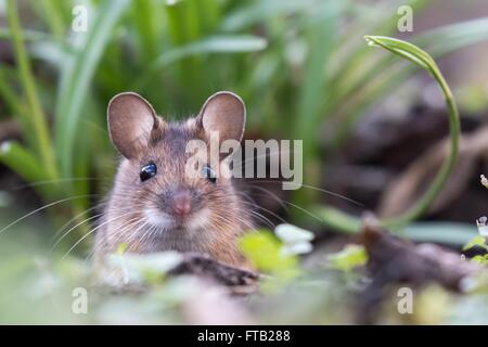 House mouse (Mus musculus) peeking out of its burrow, Portrait, Hesse, Germany