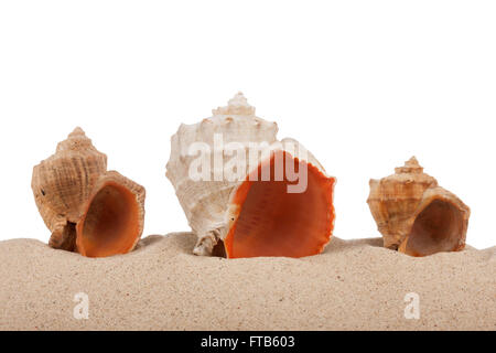 Seashells on beach isolated on a white background,with a lot of copy-space Stock Photo