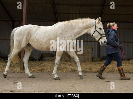 Cressida,a white racehorse,cousin of Desert Orchid,rescued by the Horseworld charity in Bristol with his groom Kayleigh Macloud. Stock Photo