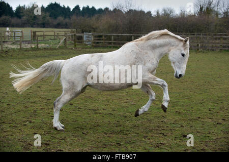 Cressida,a white racehorse,cousin of Desert Orchid,rescued by the Horseworld charity in Bristol with his groom Kayleigh Macloud. Stock Photo