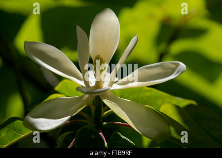 Magnolia fraseri, a close-up of a summer flowering magnolia at The Borde Hill Garden, Haywards Heath,  West Sussex, UK Stock Photo