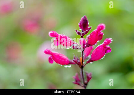 Pink Salvia involucrata close up of rain drops dripping from blossoms (rose bud salvia). A spring garden in rain, bright green background bokeh. Stock Photo