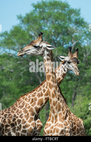 Africa, Zambia, South Luangwa National Park. Thornicroft's giraffe (Wild: Giraffa camelopardalis thornicrofti) Stock Photo