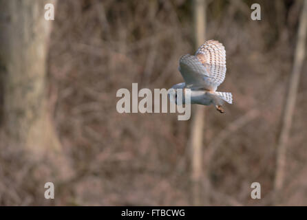 Barn Owl-Tyto alba in flight. Uk Stock Photo