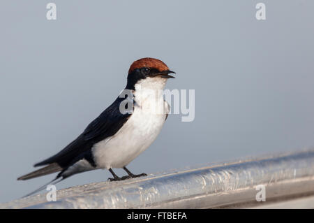 Wire-tailed Swallow, Hirundo smithii, perched on the edge of a small boat and calling. Chobe NP, Botswana, southern Africa. Stock Photo