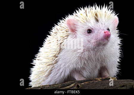 Pygmy hedgehog (Atelerix albiventris) albino Stock Photo