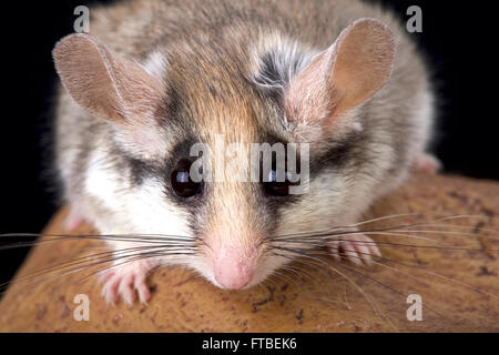 Garden dormouse (Eliomys melanurus) Stock Photo