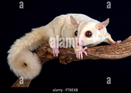 Sugar glider (Petaurus breviceps) albino Stock Photo