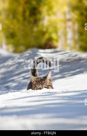 Cat hiding in the snow, Bavaria, Germany Stock Photo