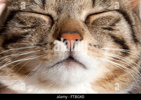 Domestic Cat, sleeping, portrait