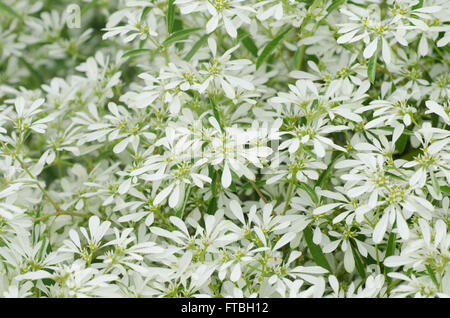 White flowers background - Euphorbia leucocephala Lotsy Stock Photo