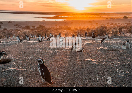 Magellanic Penguins, early morning at Punto Tombo, Patagonia, Argentina Stock Photo