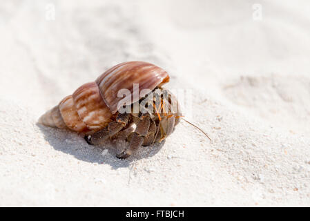 Hermit crab on a white sand beach, Meeru Island, Maldives Stock Photo