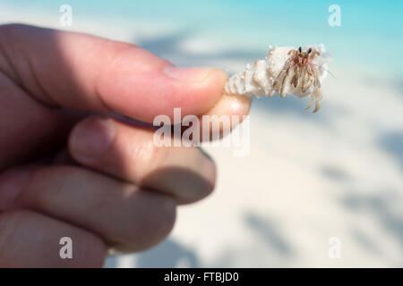 Man holding a hermit crab on Meeru Island, Maldives Stock Photo