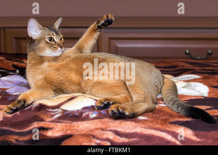 red Abyssinian cat stretches on the bed Stock Photo