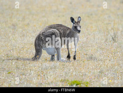 Forester kangaroo or Eastern Grey (Macropus giganteus tasmaniensis) with Joey in Pouch, Maria Island, Tasmania, Australia Stock Photo