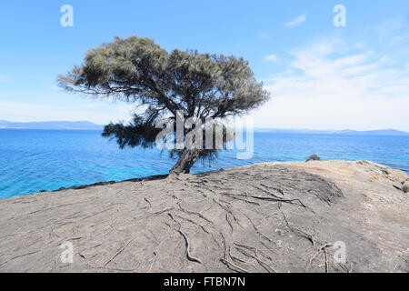 Isolated Tree with Exposed Roots, Maria Island National Park, Tasmania, Australia Stock Photo
