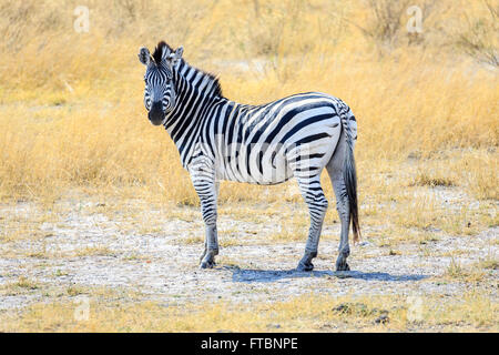 Eququs Plains zebra (Equus quagga), Moremi Game Reserve, Okavango Delta ...
