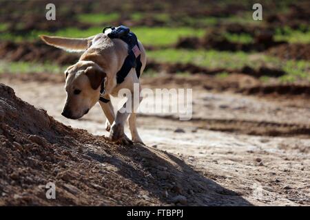 U.S. Marine Corps Sgt. Rush, an improvised explosive device detection dog, searches for explosives during a patrol mission January 30, 2014 in Boldak, Helmand province, Afghanistan. Stock Photo