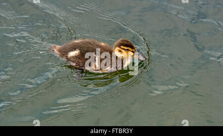 Dark Mallard (Anas platyrhynchos) duckling swimming in the water in a pond, Switzerland Stock Photo